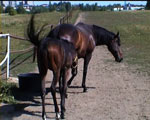 obrazek galerie